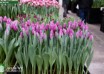 Tulipa San Luiz ® (1)